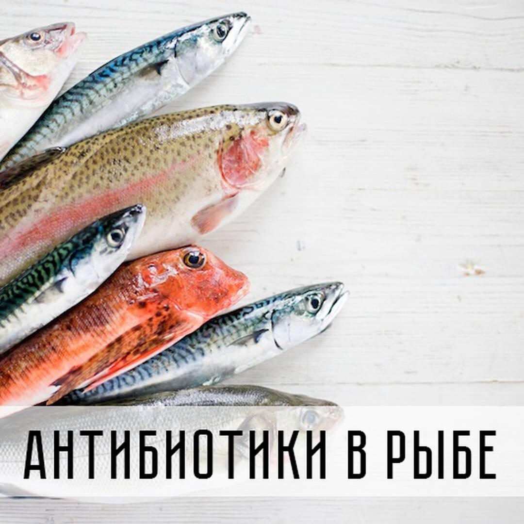 Антибиотики в рыбе | Клуб любителей рыбы. Fishmart | Дзен