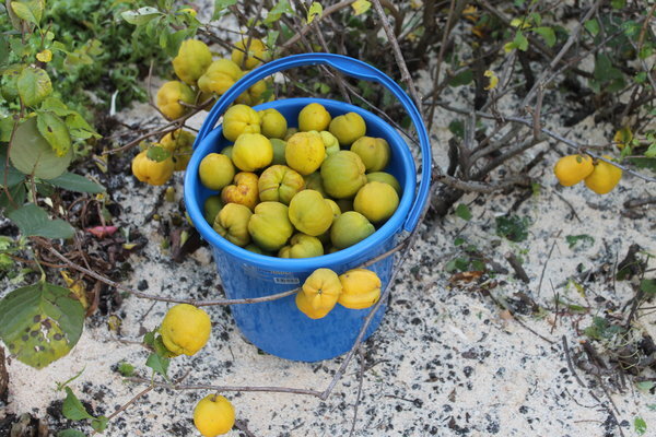 Когда снимать айву японскую. Хеномелес маулея. Хеномелес японский айва японская. Черенкуем хеномелес. Айва японская плоды.