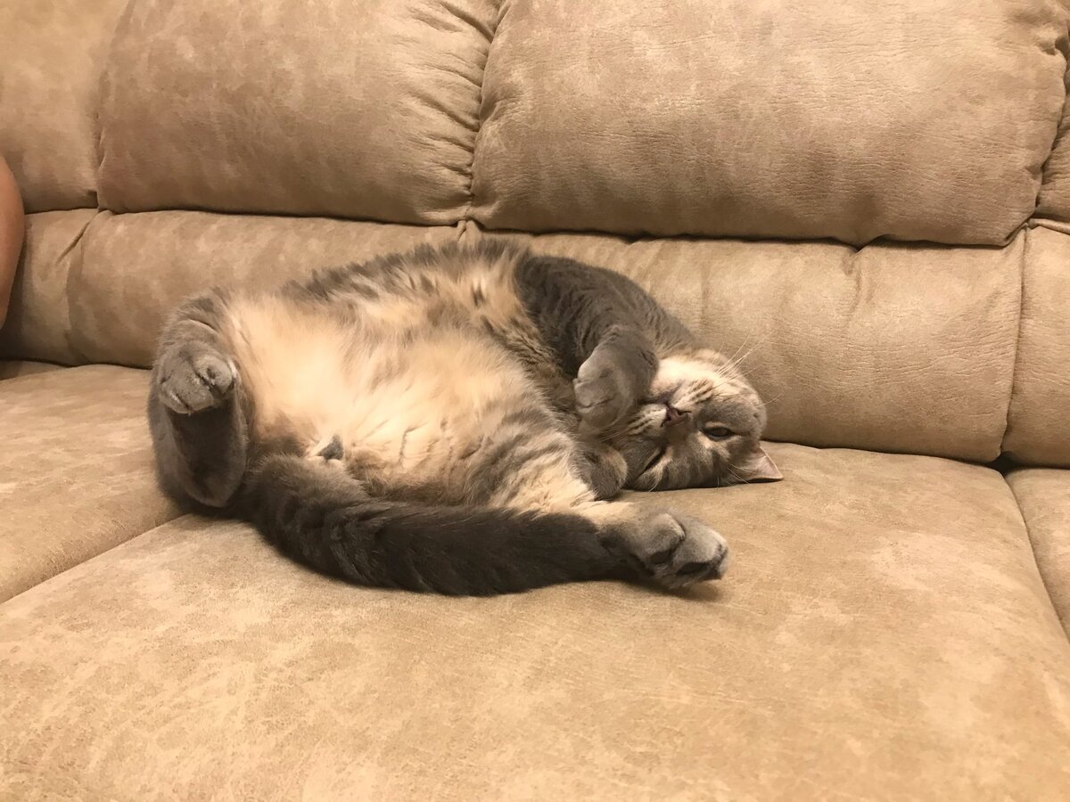 Мой кот всегда заваливается на спину, чтобы его почесали