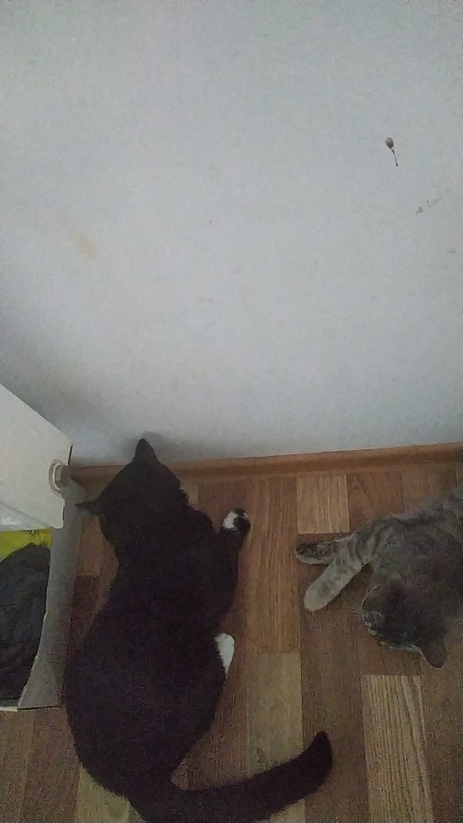  Барсик ест"Анашу", не  делится:) 