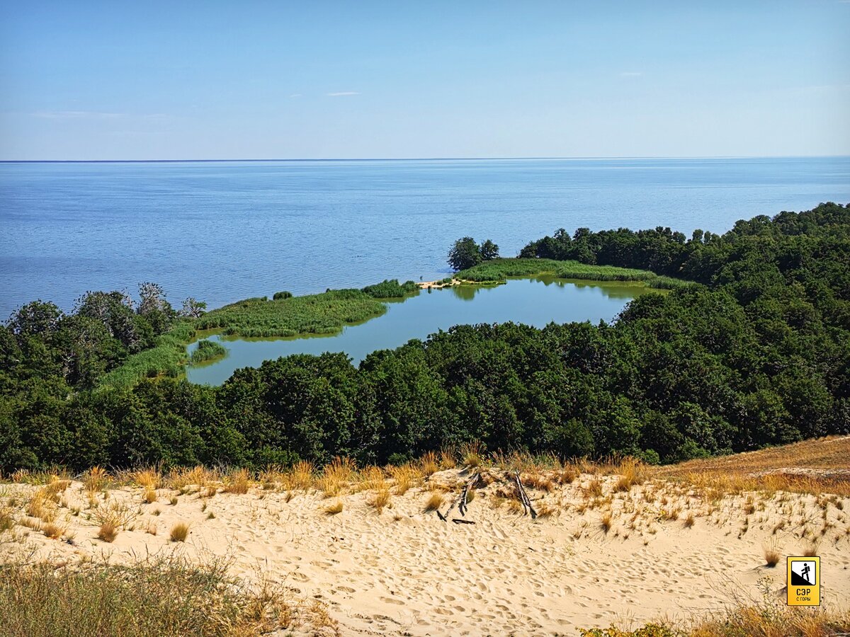 Озеро лебедь куршская коса фото