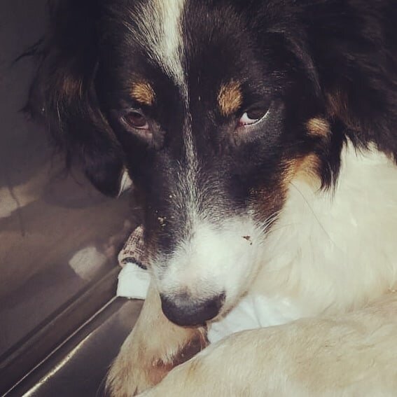 Бака (Бекки)