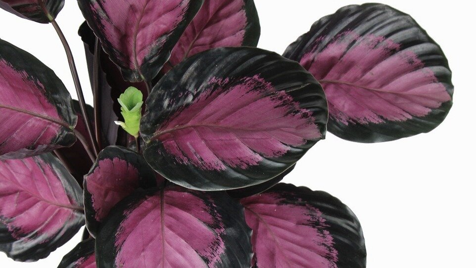 Гламурный подоконник: растения с розовыми листьями