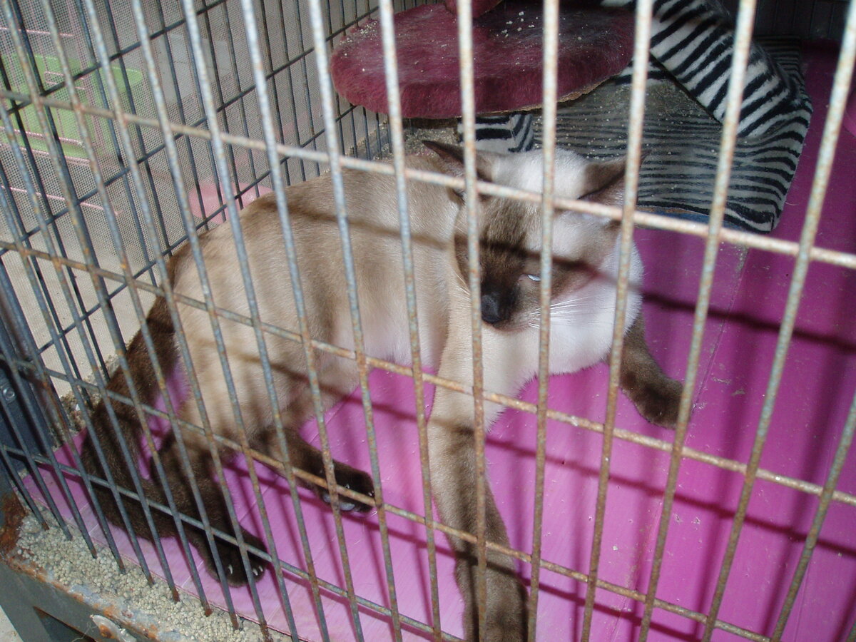 Сиамский котэ в клетке. Иносказательно ...