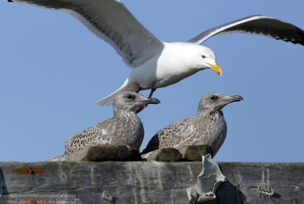 гнездо сокола сапсана на крыше банка уралсиб. воробей горихвостки птенец. уралсиб банк крыша уфа сокол сапсан. обыкновенная горихвостка гнездо. птенец на крыше.
