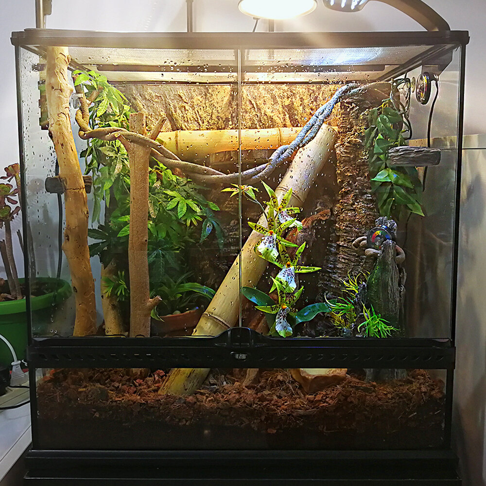 Со временем террариум стал богаче растениями, чем на фото.