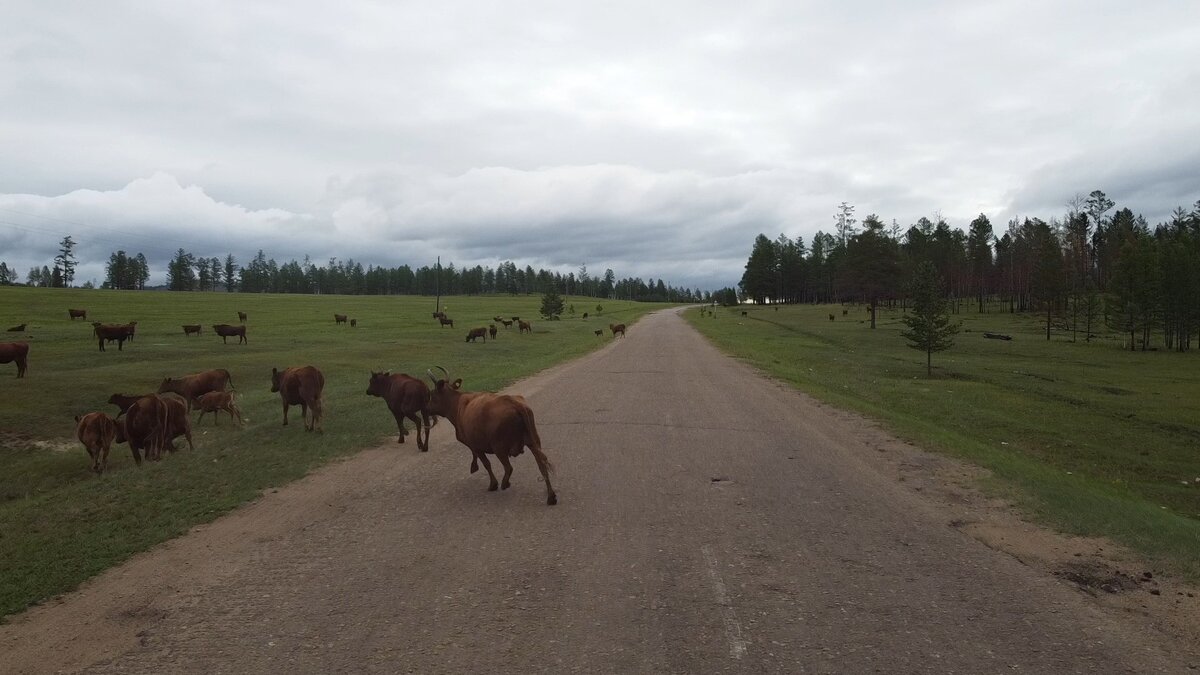 Коровы испугались дрона