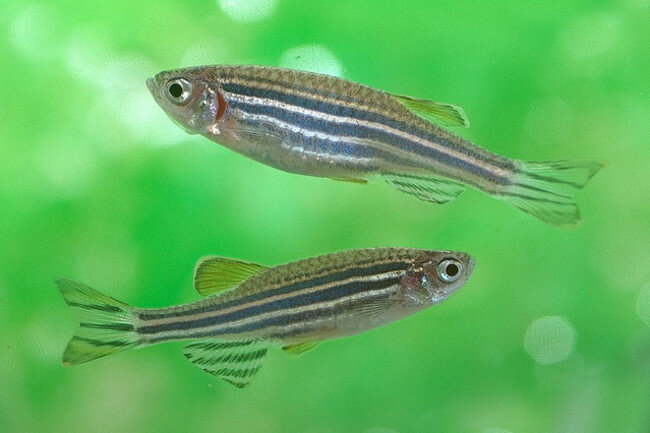 Рыба-зебра или данио-рерио