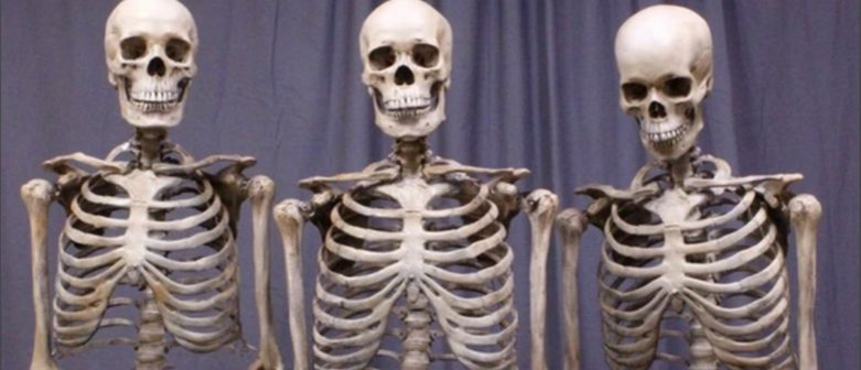 Самые знаменитые скелеты. | мысли на четыре с плюсом | Дзен