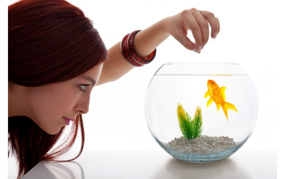 КАК ПРАВИЛЬНО КОРМИТЬ РЫБОК В АКВАРИУМЕ СУХИМ КОРМОМ?
Аквариумные рыбки в большинстве случаях питаются кормом в пакетиках из специализированных магазинов. Существует сбалансированное подготовленное питание для определенных видов аквариумных рыб в виде сухих гранул и хлопьев.Возможно не все знают, что рыбок нужно кормить правильно и в определённое время. А также с периодичностью. Для того, чтобы понять сколько раз в день кормить аквариумных рыбок с следует разобраться в особенностях питания их в естественной среде.Для этого, если вы завели и собираетесь завести определенный вид обитателей, то поинтересуйтесь этой информацией в магазине или в интернет.МОЖНО ВЫДЕЛИТЬ ТРИ СПОСОБА ПИТАНИЯ РЫБ
травоядные,
плотоядные,
всеядные.
Согласно рациону рыбкам нужно давать тот корм, который им подходит. В домашних условиях рыбок кормят живым, замороженным, сухим, растительным кормом. Как мы говорили его можно купить в любом аквариумном магазине. Для плотоядных рыбок и всеядных нужно давать живые корма: мотыль, трубочник, дафния, коретра, инфузория, коловратки, гаммарус.А мальков следует выращивать только на живом корме, так за счёт белка они становятся устойчивыми к заболеваниям.Один раз в неделю рыбкам устраивают разгрузочный день. Так как считается, что голодная рыбка - это здоровая рыбка.В искусственных условиях кормить рыбок необходимо в такой последовательности, чтобы они не передали.Взрослые особи обычно питаются два раза в день, мальки четыре раза в день. В период нереста необходимо давать меньше корма. Также следует учитывать количество корма на количество рыбок. Так как его излишки будут оседать на дно, на поверхности и приведут к быстрому засорению.