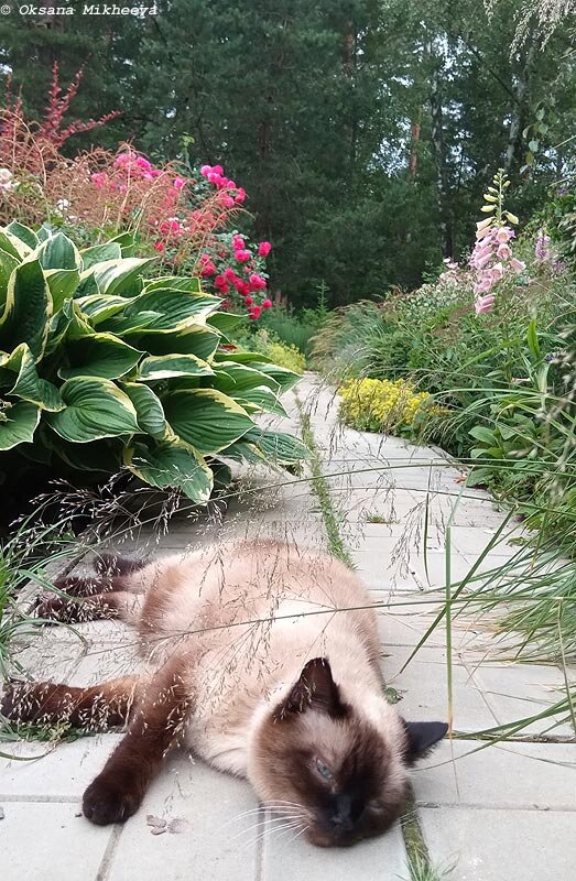 Кошка Феня в саду