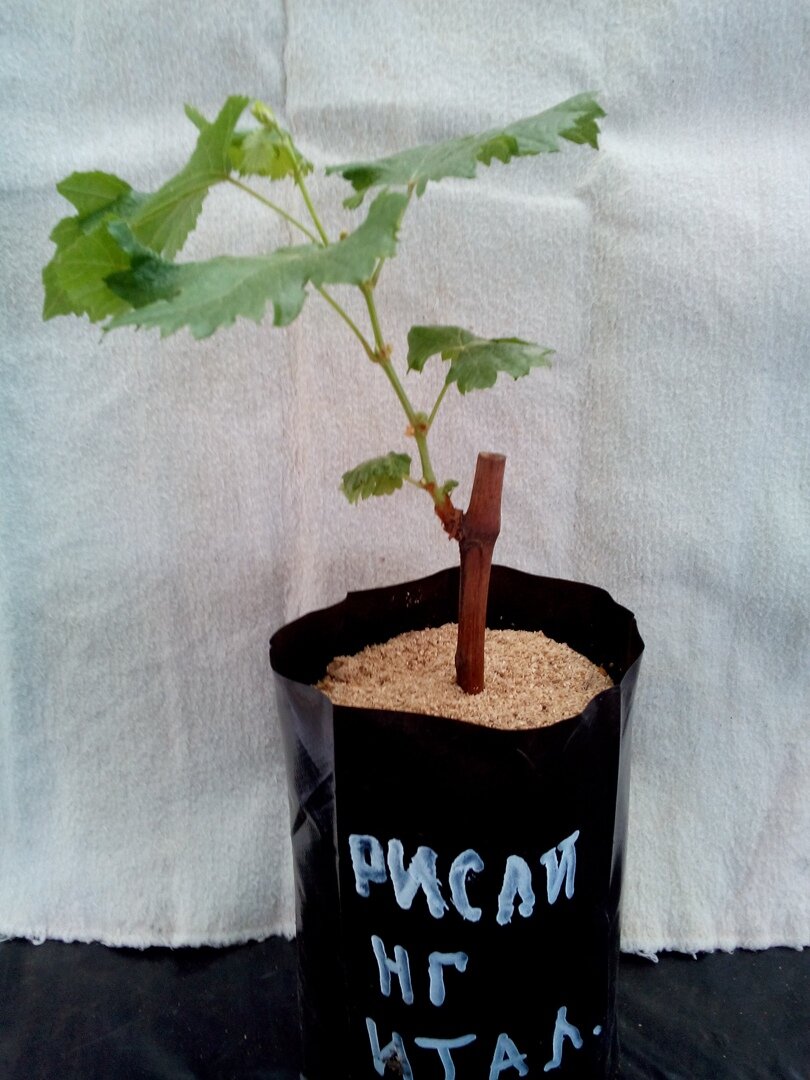 Сорт Рислинг итальянский 