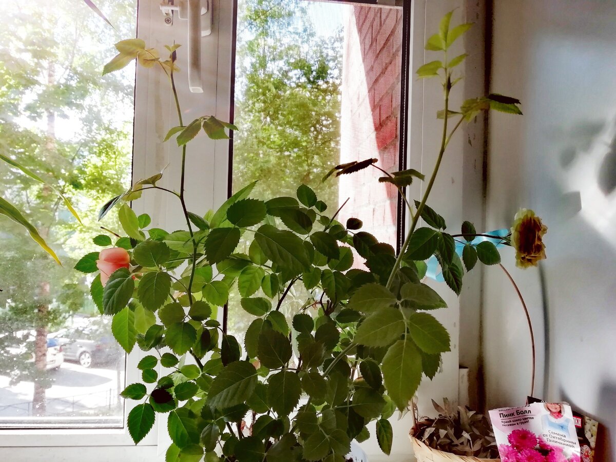 Очень поднимает настроение каждое утро.