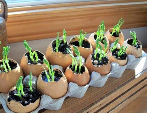 Выращиваем рассаду в лотках из-под яиц – полезные советы дачникам