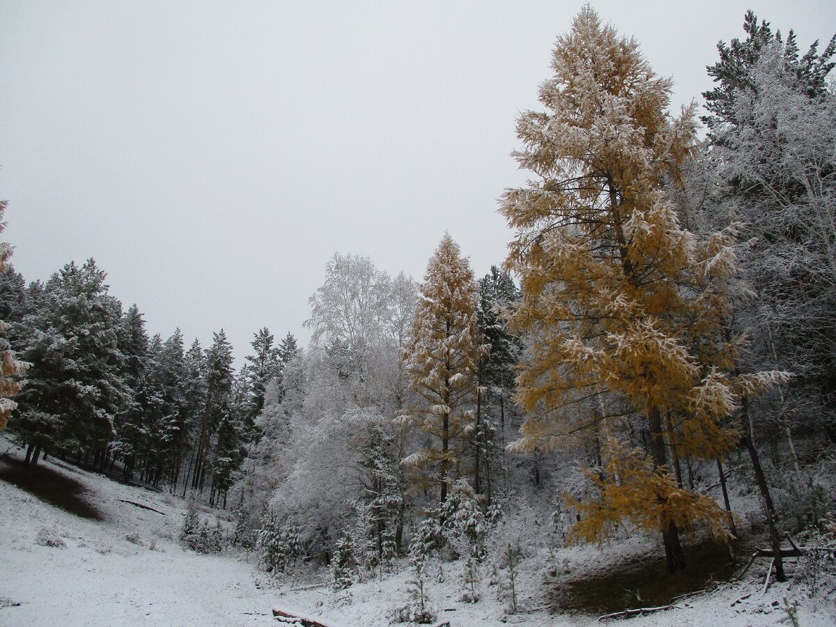 Первый осенний снежок.