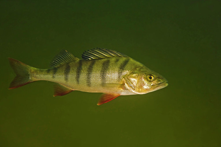 окунь речной