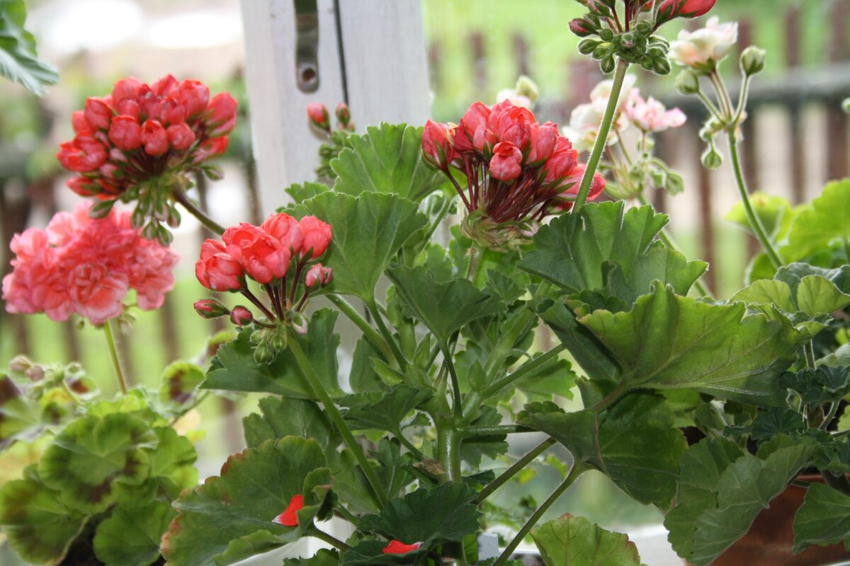 Какой же подоконник без цветов? Правильно, скучный.