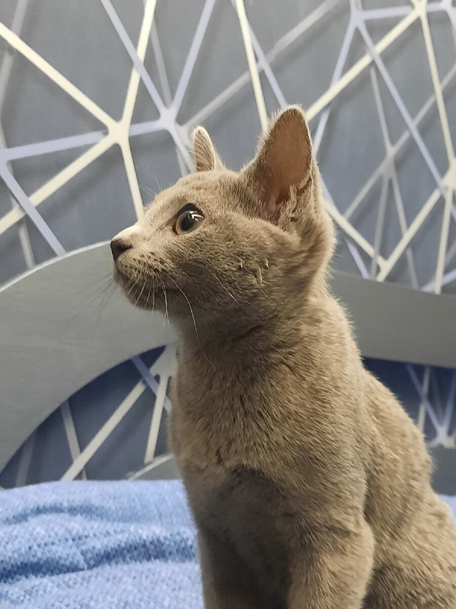 наша девочка дома