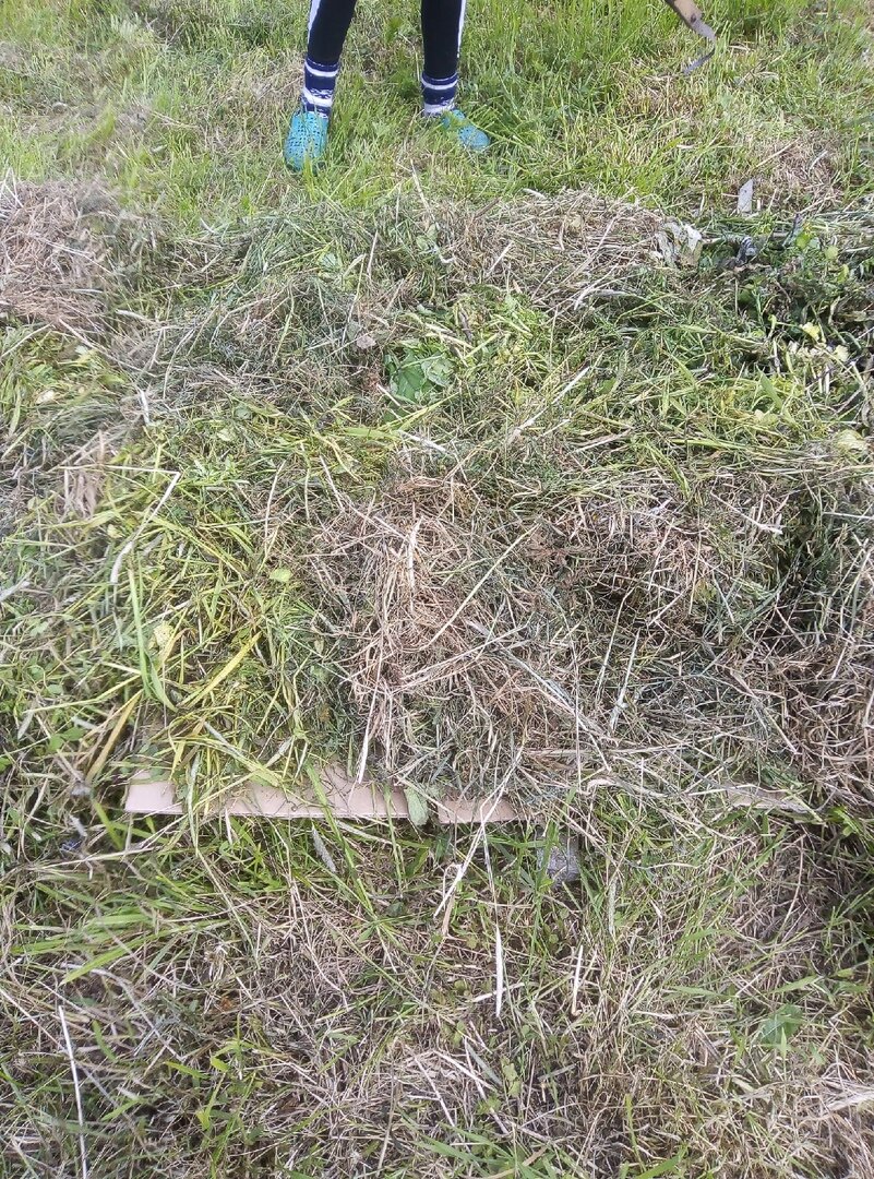 Вот здесь пока еще видно, что под травой - картон.