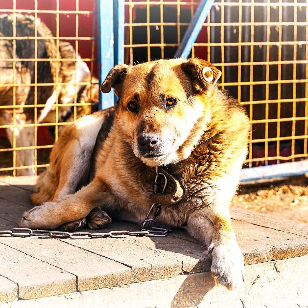 Приют для бездомных животных 