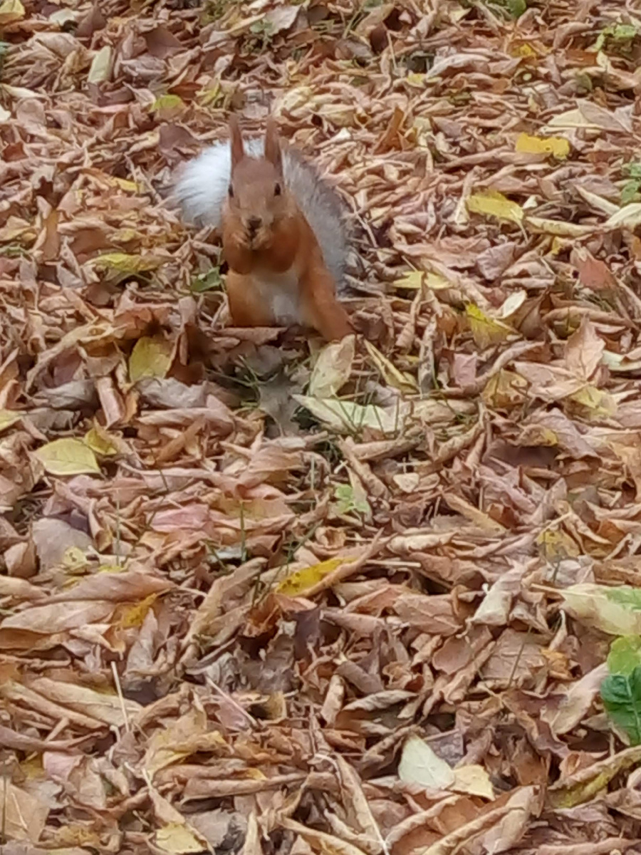 Победа! Даже лапки не помеха!