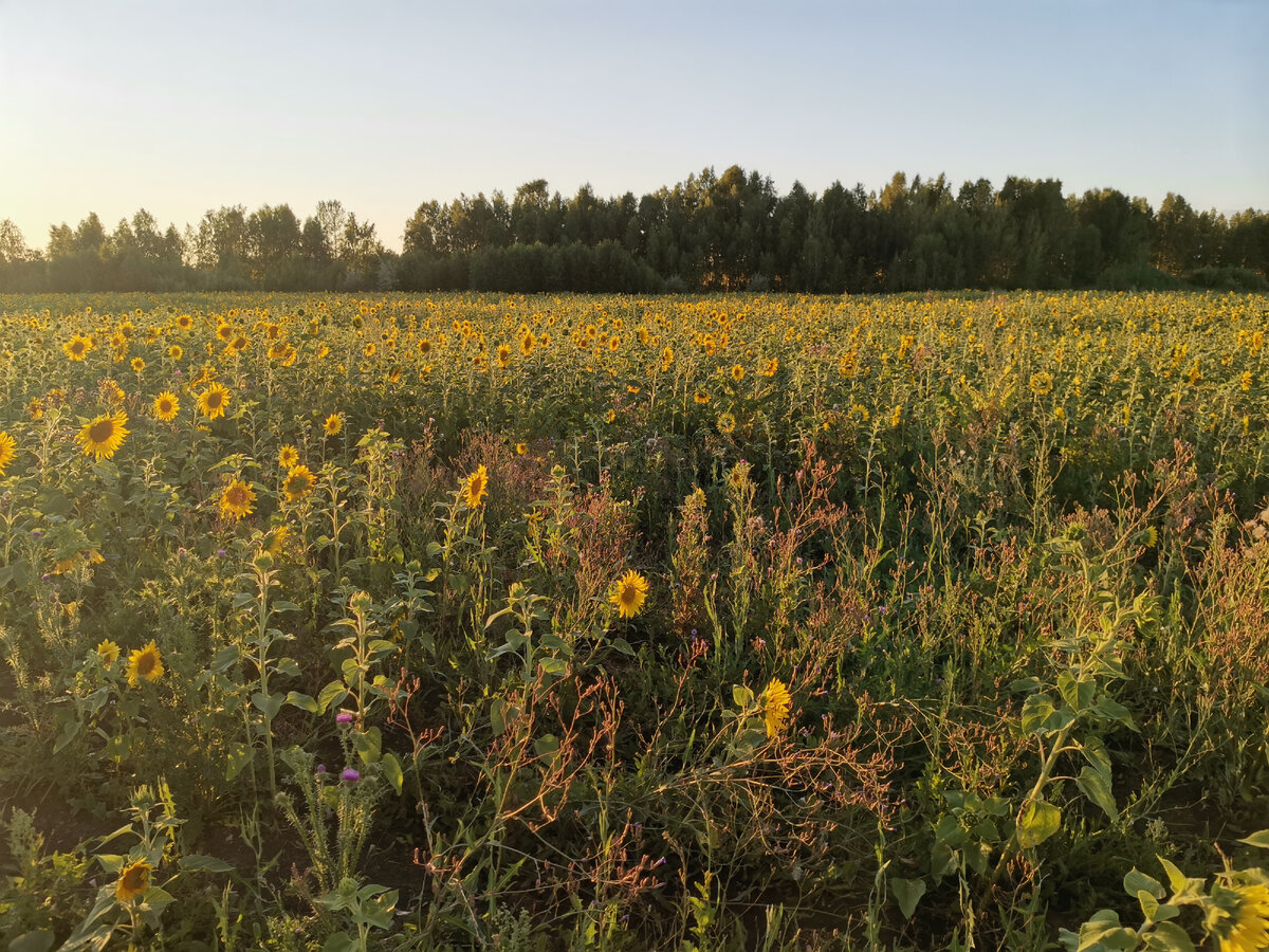 Челябинская область
