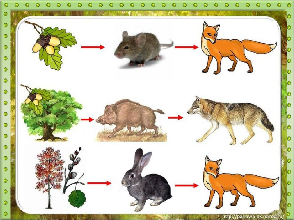 Цепочка окружающий мир. Цепь питание лесных зверей. Лесная цепь питания. 3 Пищевых Цепочки в лесу. Игра пищевые Цепочки подготовительная группа.