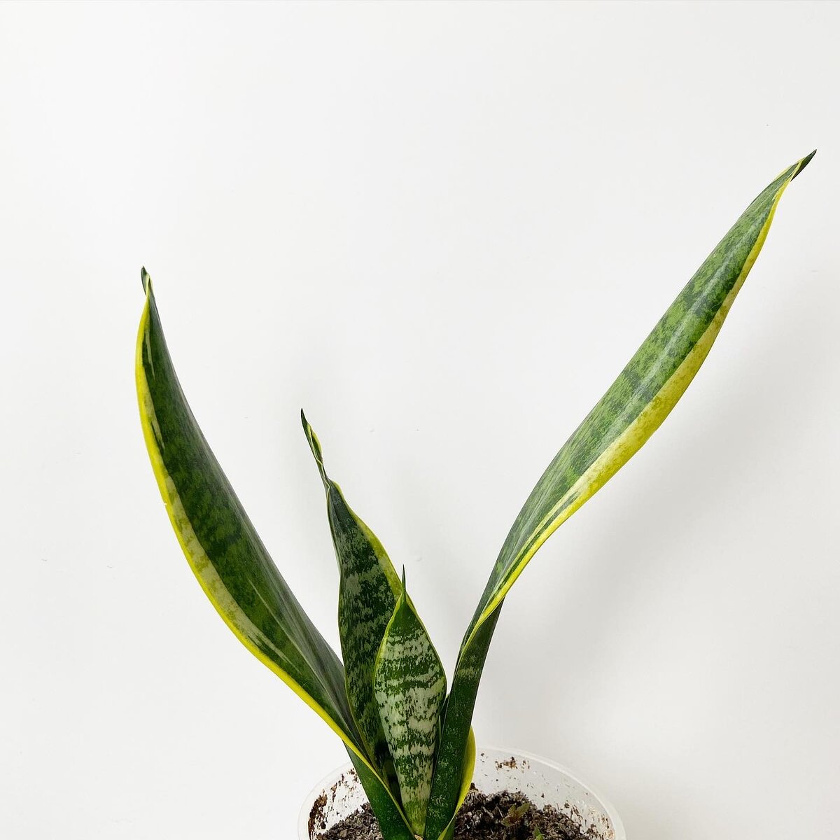 Вариегатный лист 