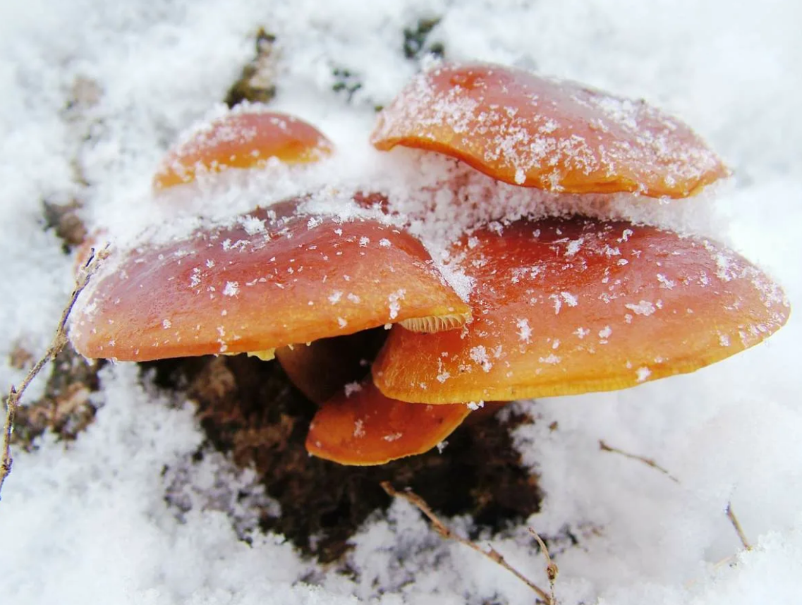 грибы растущие зимой. фламмулина бархатистоножковая. зимний опенок фламмулина. опята фламмулина. формалина бархатистоножковая.