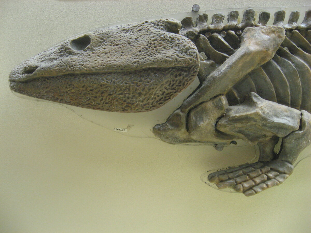 Часть скелета ихтиостеги в Палеонтологическом музее им. Ю.А.Орлова. Фото: wikipedia.org