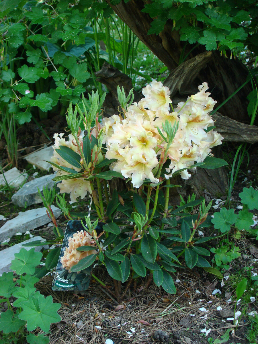 2016. Как можно было пройти мимо такой красоты? Кустики были уже с бутонами.