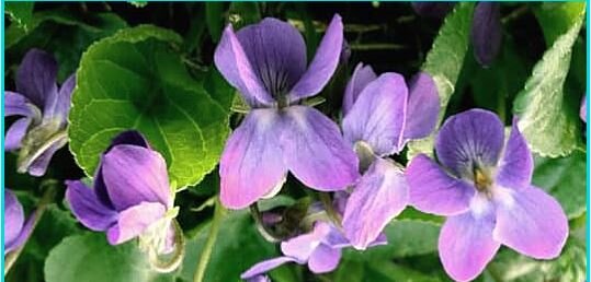 Фиалка душистая