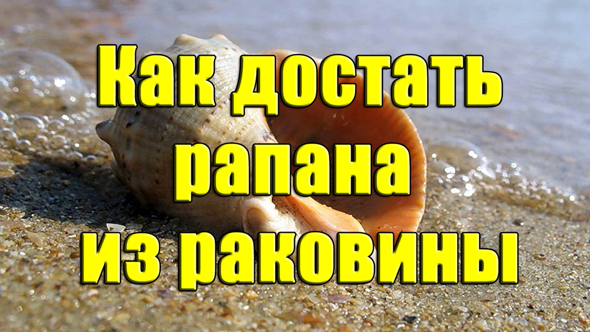 Как достать рапана из раковины