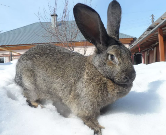 серый великан