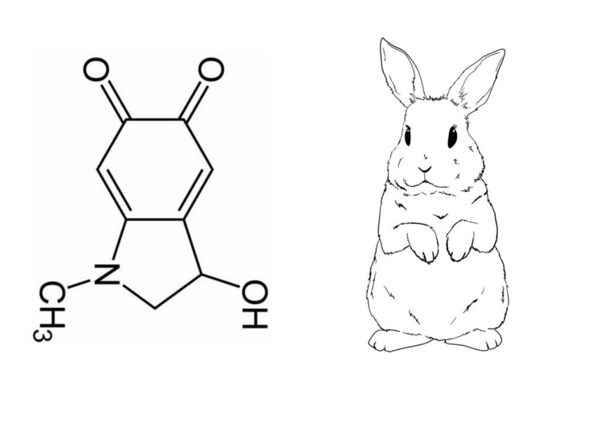 Формула адренохрома белый кролик. Адренохром кролик. Адренохром формула. Формула адренохрома напоминает кролика. Adrenachrome