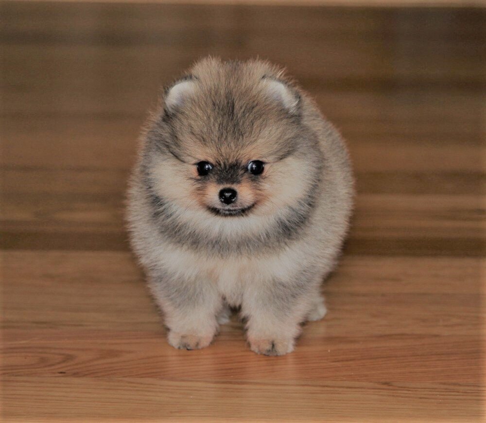 Яндекс. Картинки