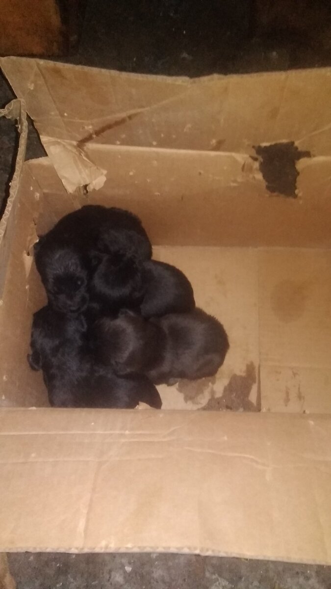 Фото щеняток, как их нашли