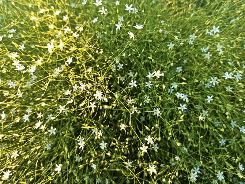  Лето 21 года. Фото автора.