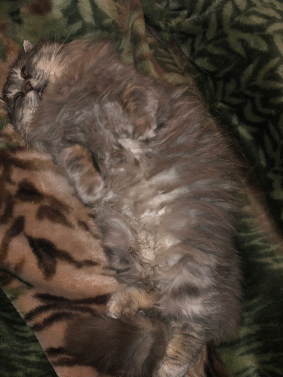 Вы там идите, мышь поймайте или крысу напугайте. А я устал, я посплю. 