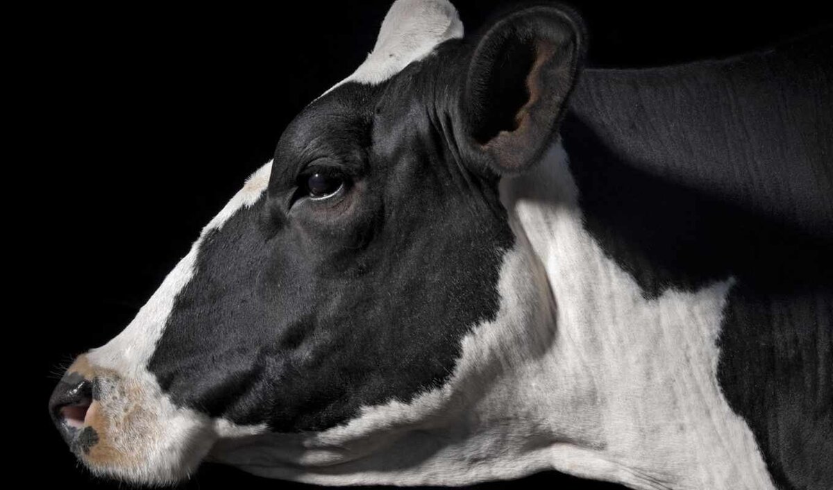 Взято на Яндекс-Картинках