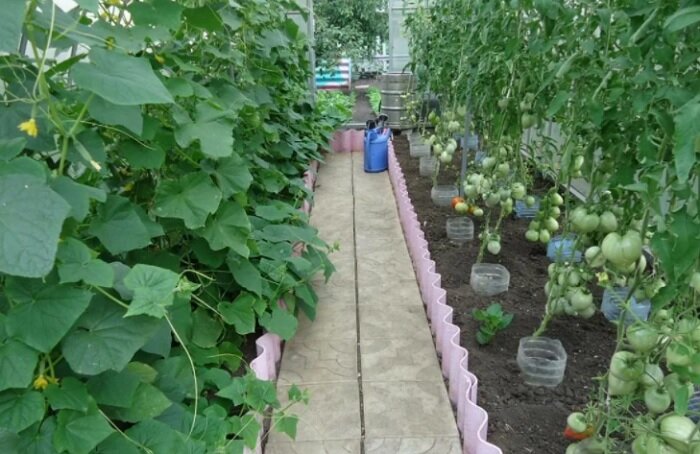 Томаты и огурцы в одной теплице