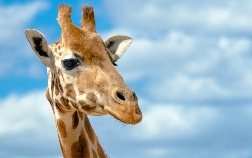 Жираф. Яндекс картинки