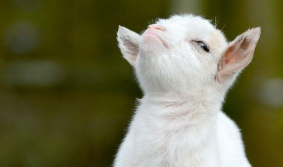 Фото взято из открытых источников