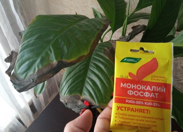 Вот так выглядел мой цветок до применения этой подкормки