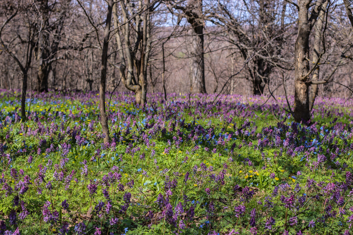 Квиллинг нарциссы, пролеска. Фрагмент | Filigrana flores, Filigrana, Flores