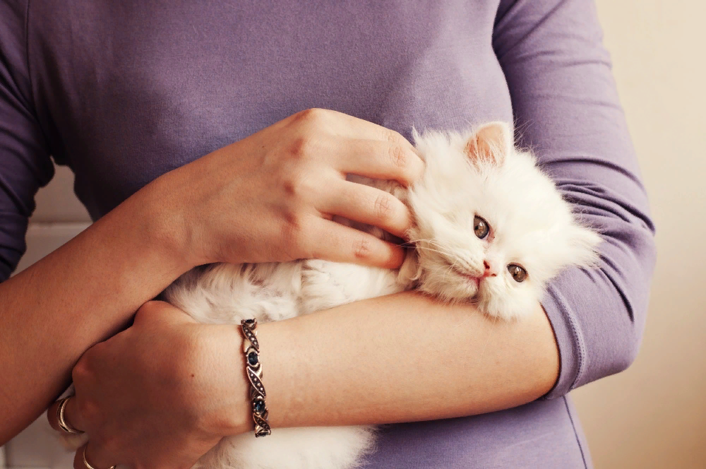 Киса руки. Кот на руках. Девушка с котенком на руках. Котенок на руках. Белый котенок на руках.