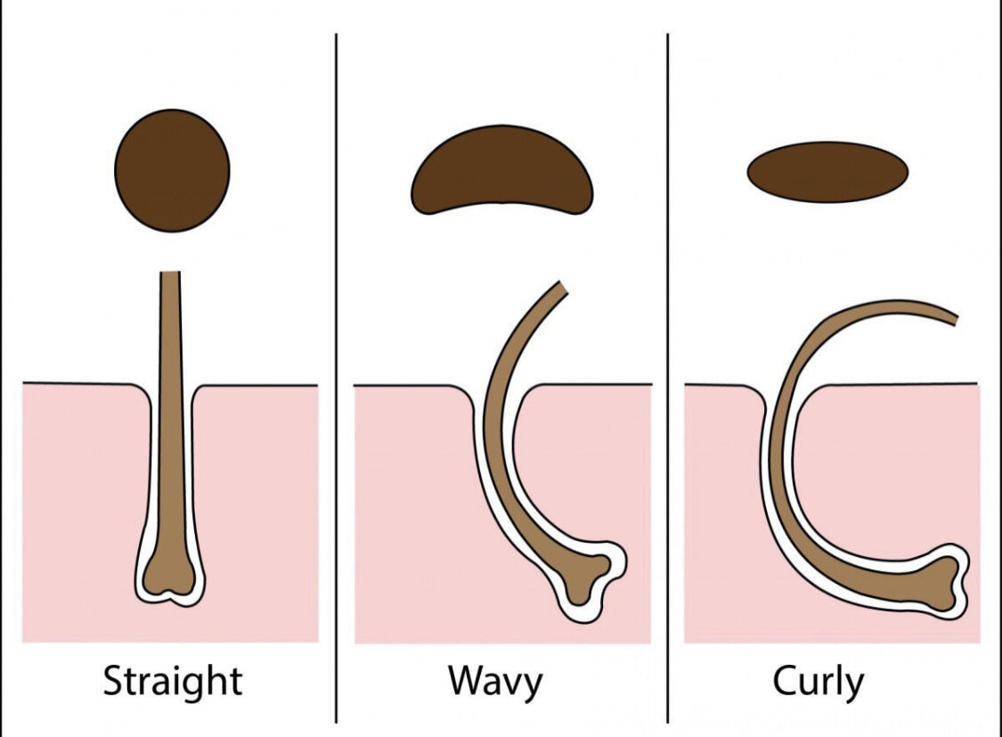 структура кудрявого волоса. прямые волнистые и кудрявые волосы. прямые и волнистые волосы. почему прямые волосы вьются. стали виться волосы с возрастом.