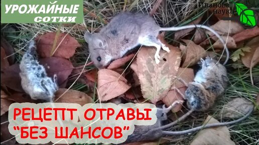 МЫШИ ДОХНУТ ТОЛПАМИ! ОЧЕНЬ ЭФФЕКТИВНЫЙ рецепт средства БЕЗ ШАНСОВ своими руками! Для дома, сарая и улицы. Нетоксично для котов и собак!