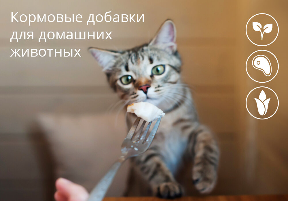 Как помочь питомцу в стрессовых ситуациях?