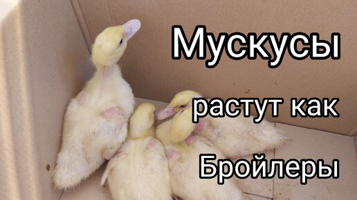 Вес мускусных утят в 15 дней.